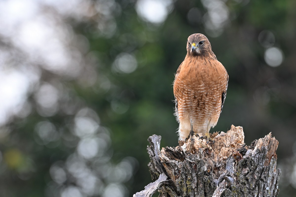 Канюк рудоплечий - ML646810741