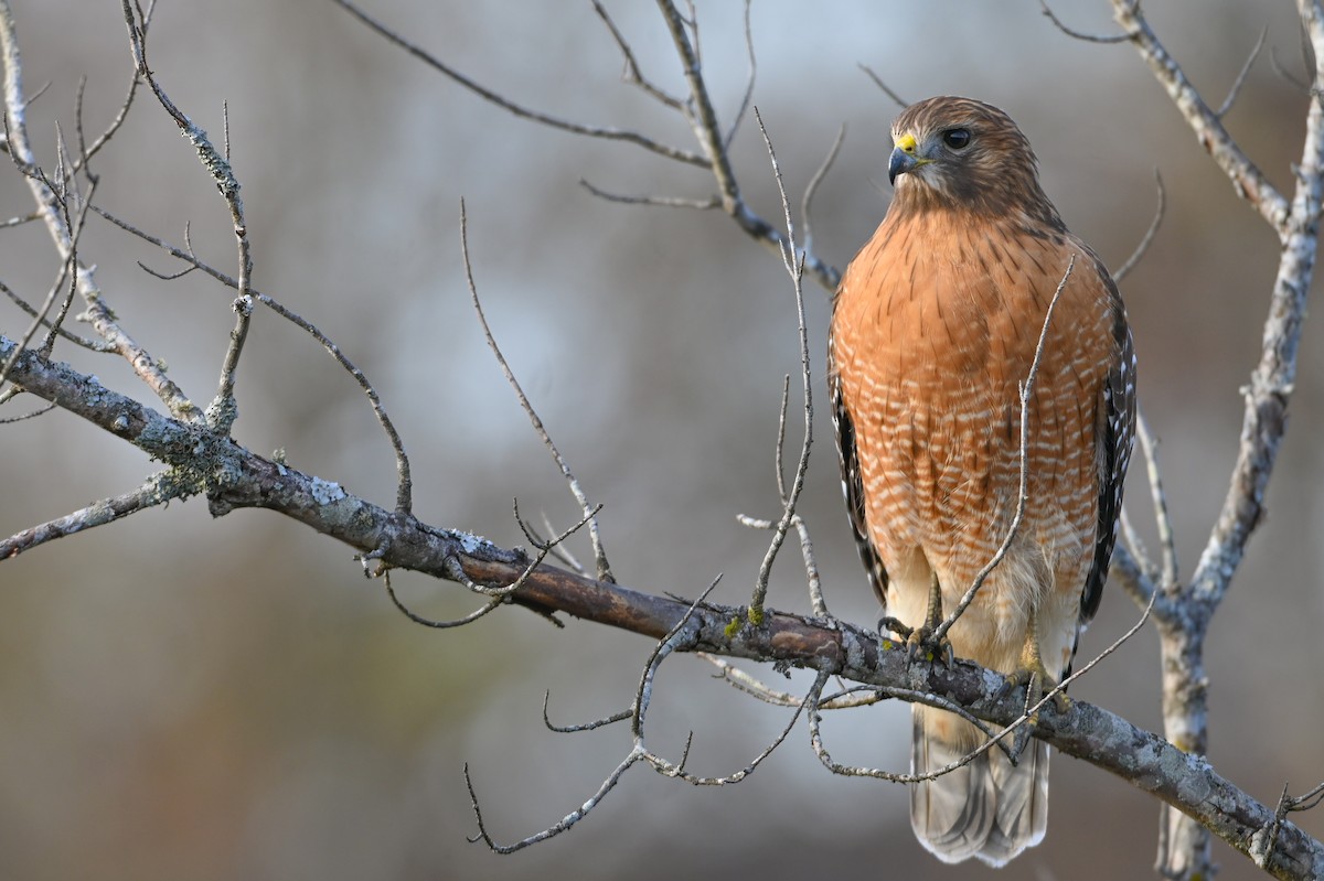 Канюк рудоплечий - ML646810742