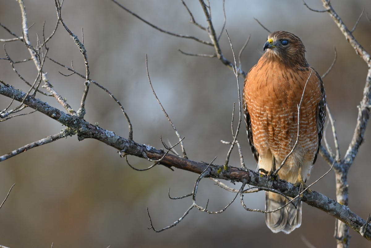 Канюк рудоплечий - ML646810743