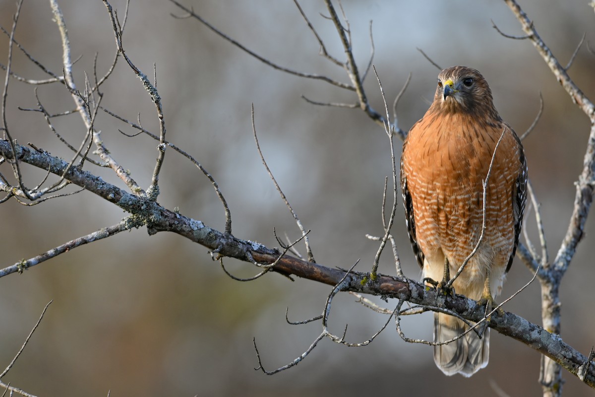 Канюк рудоплечий - ML646810744