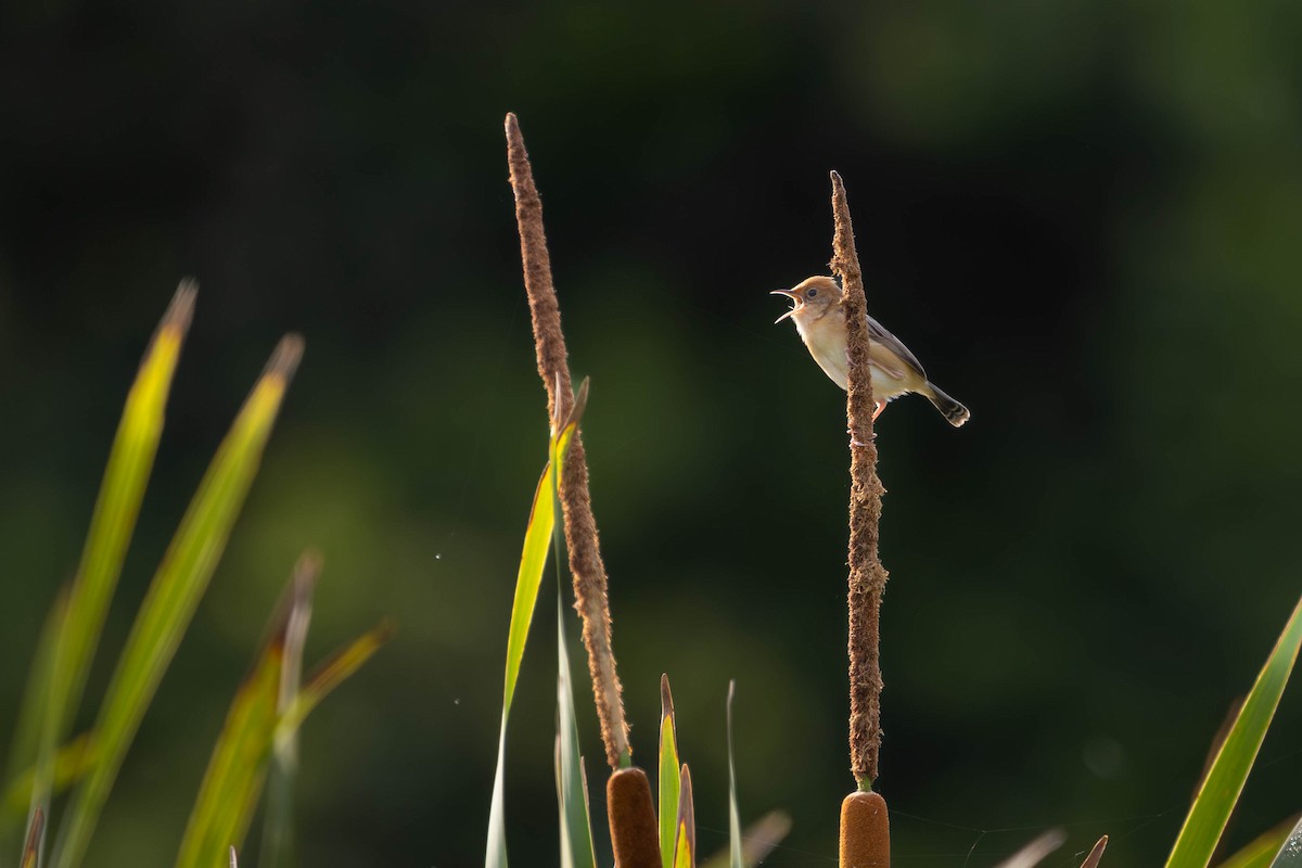 Golden-headed Cisticola - ML646810746