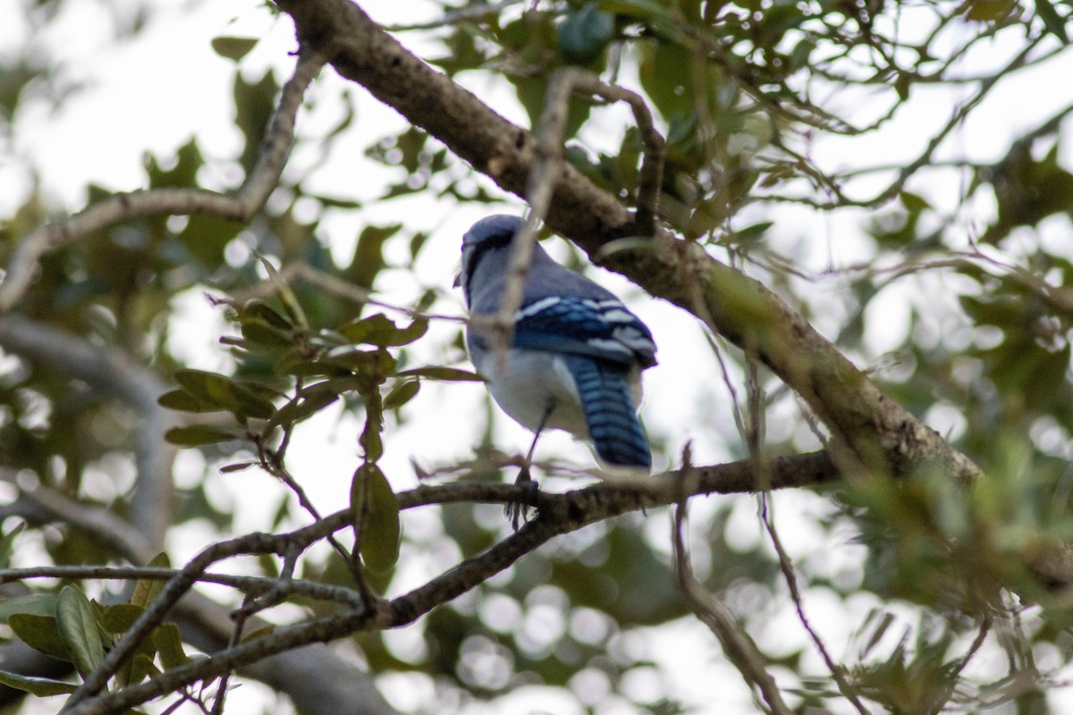 sojka chocholatá - ML646810747