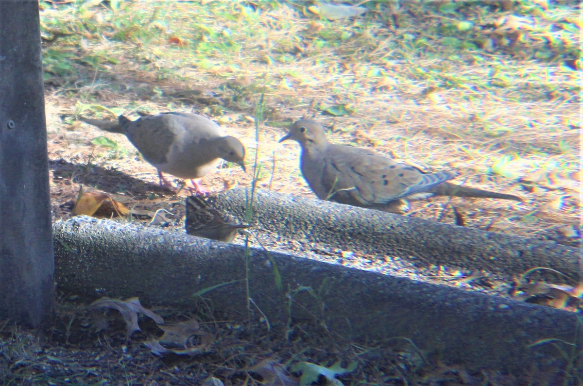 Carolinataube - ML646810748