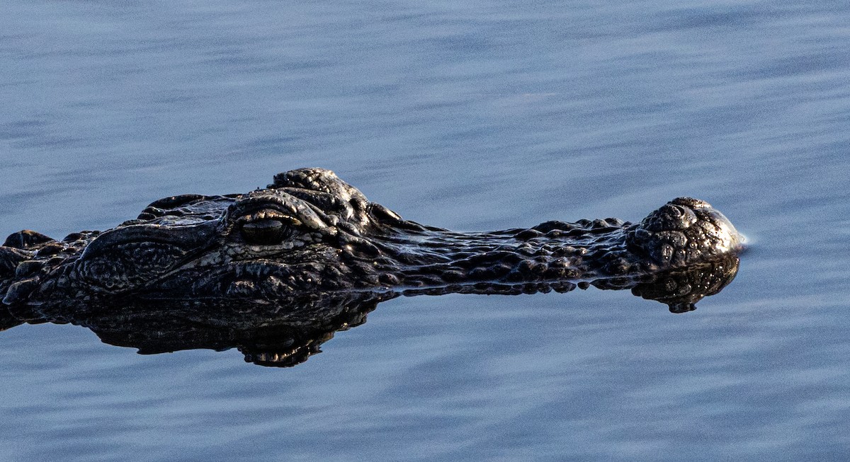 Animales - ML646810749