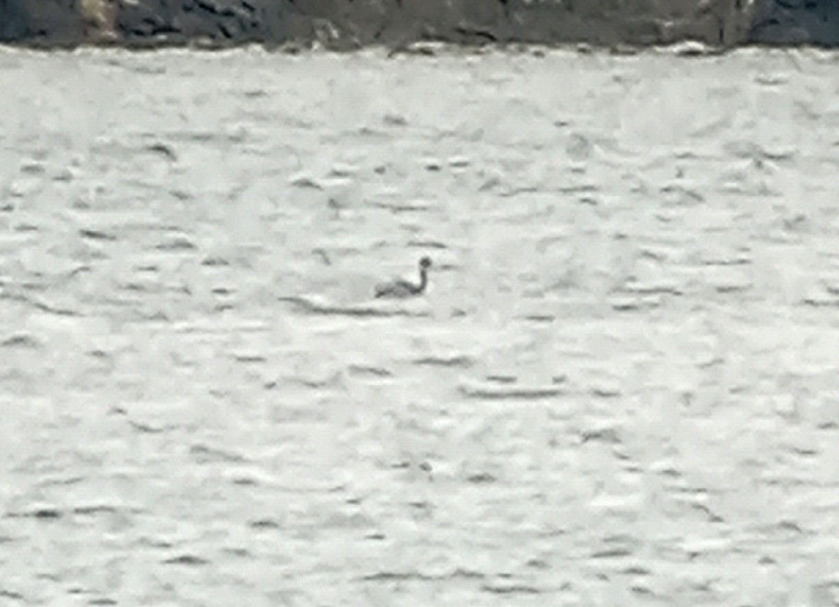 ハジロカイツブリ - ML646810750