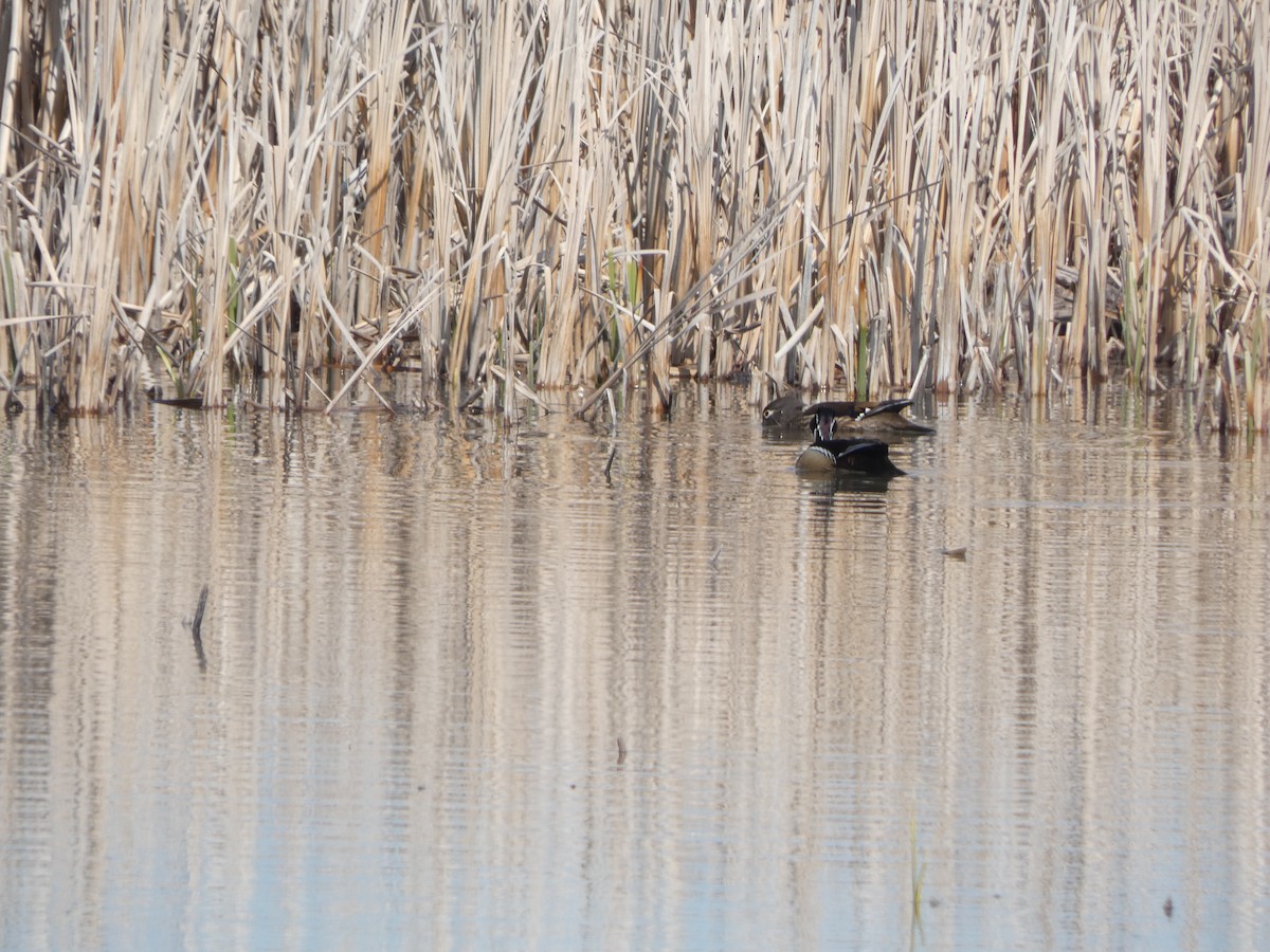 Wood Duck - ML646810751