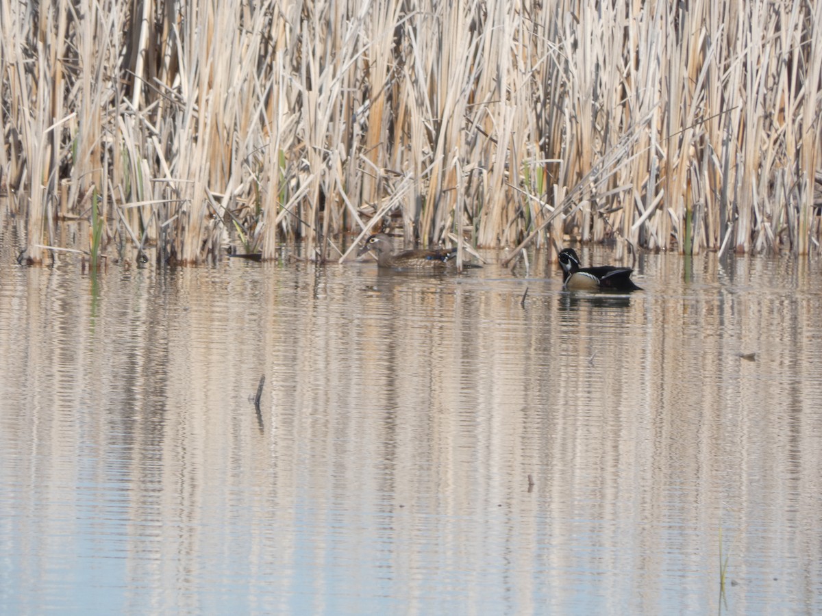 Wood Duck - ML646810752