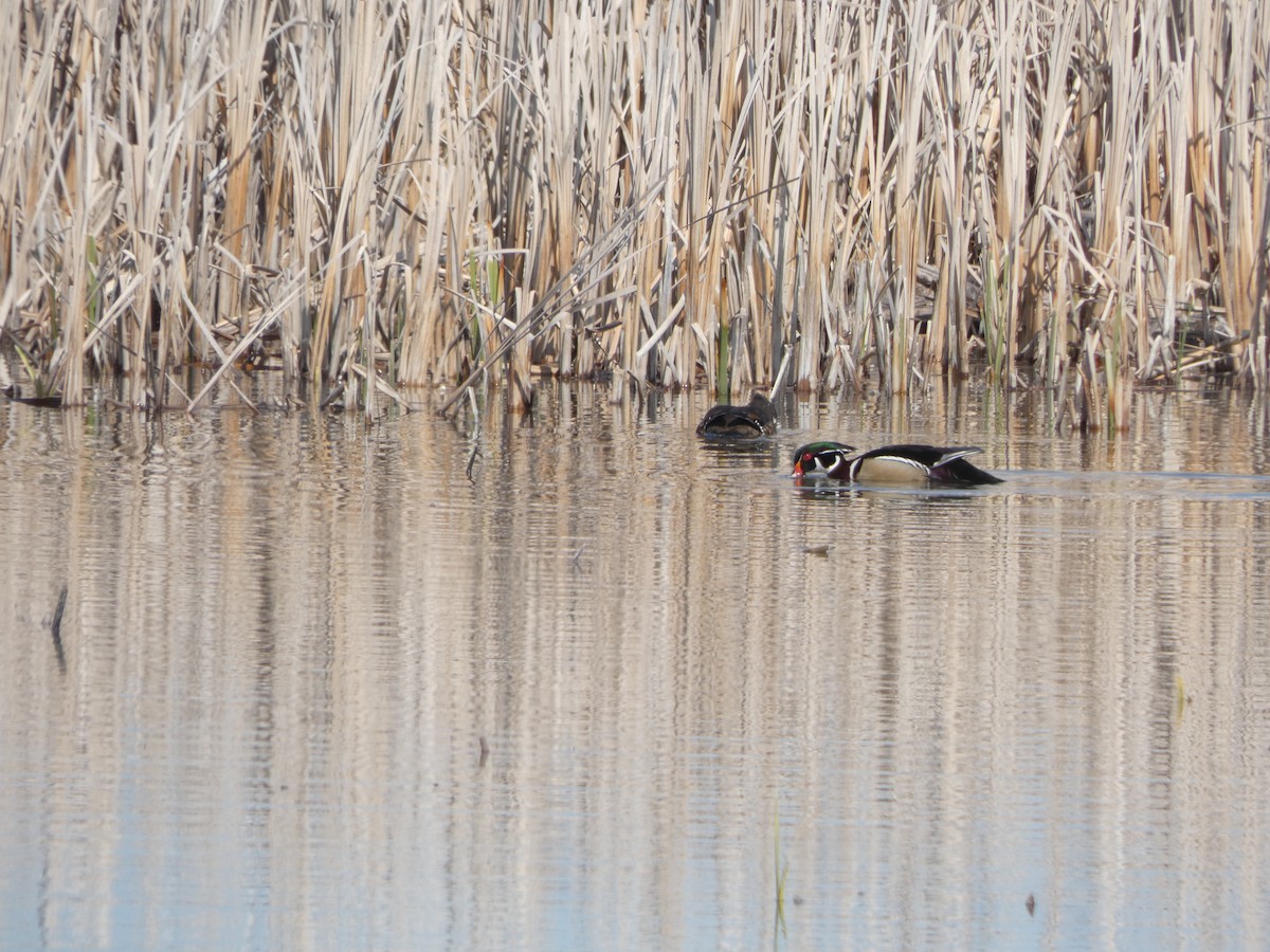Wood Duck - ML646810753