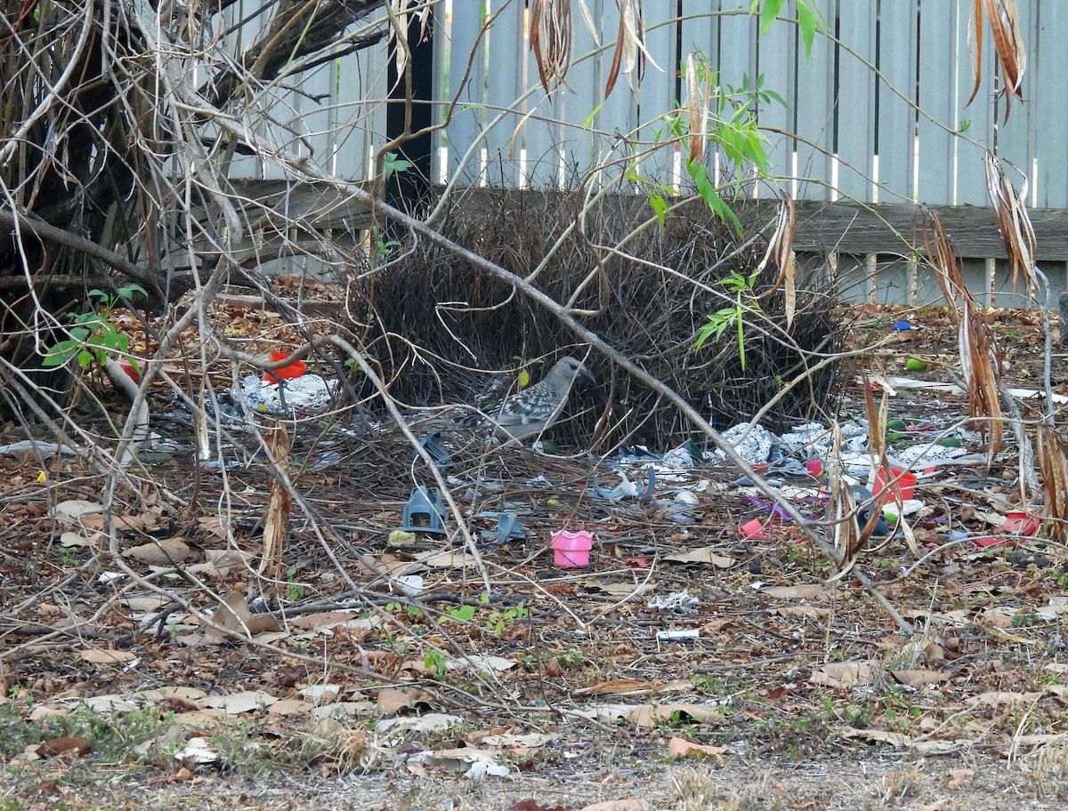 Great Bowerbird - ML646810754