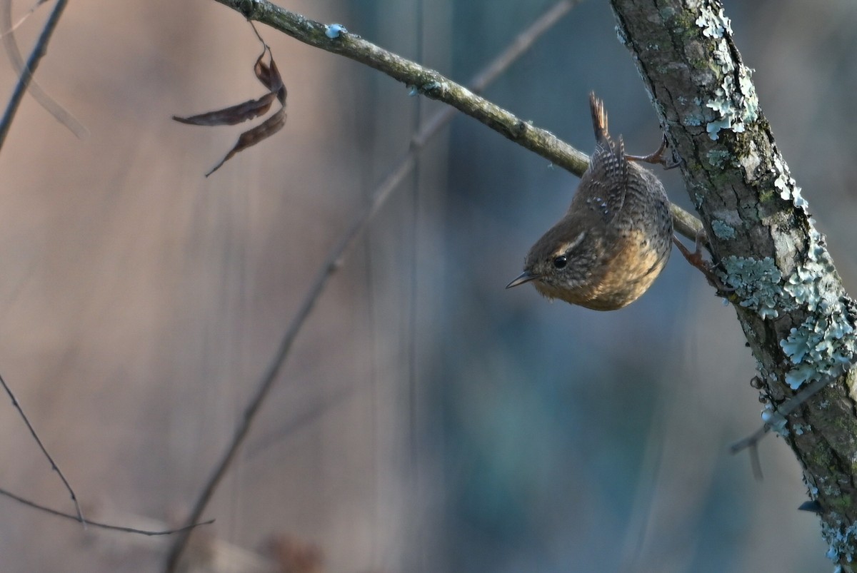 Волоочко канадське - ML646810756