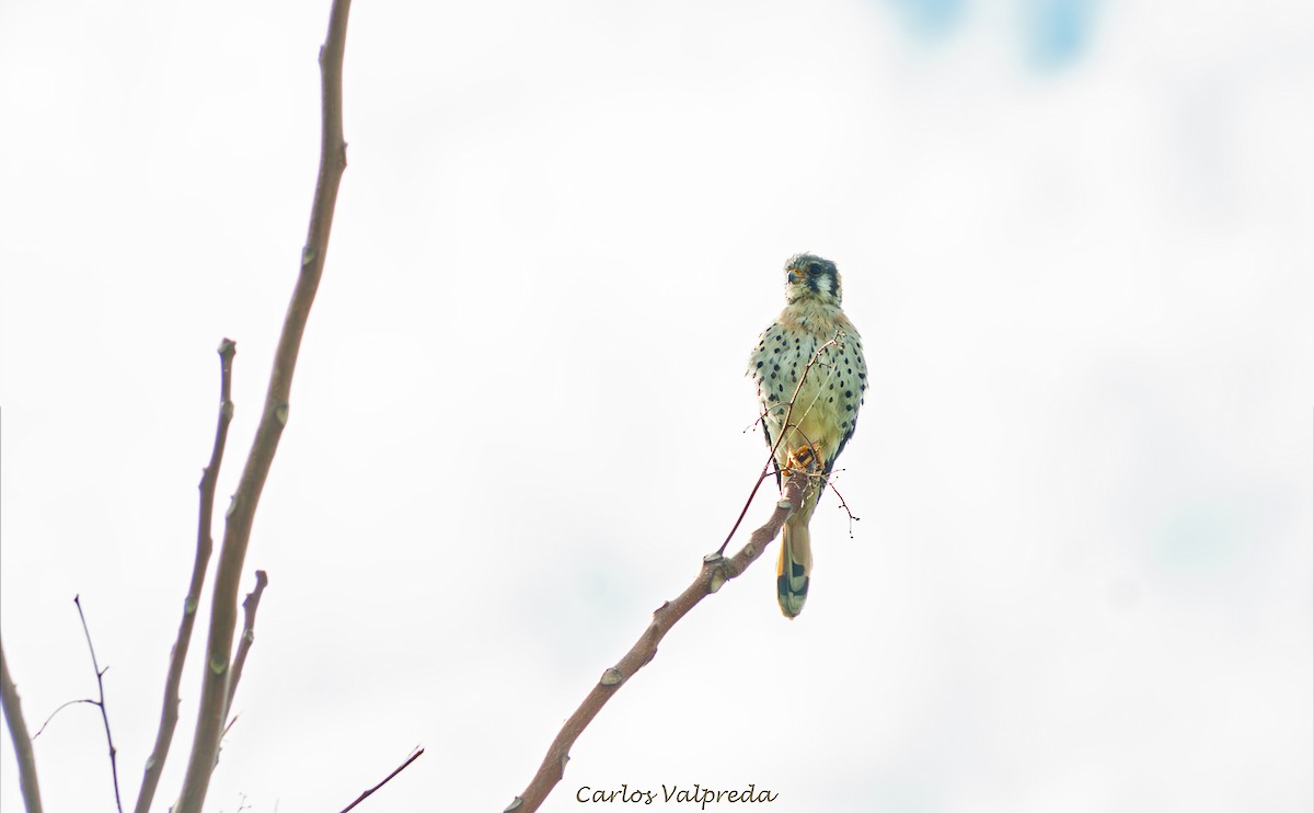 Cernícalo Americano - ML646810757