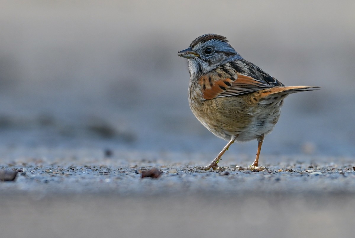 Пасовка болотяна - ML646810778