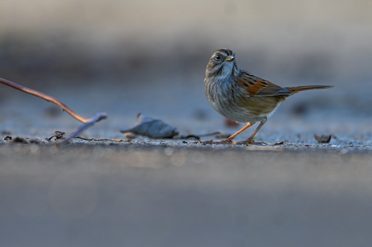 Пасовка болотяна - ML646810779