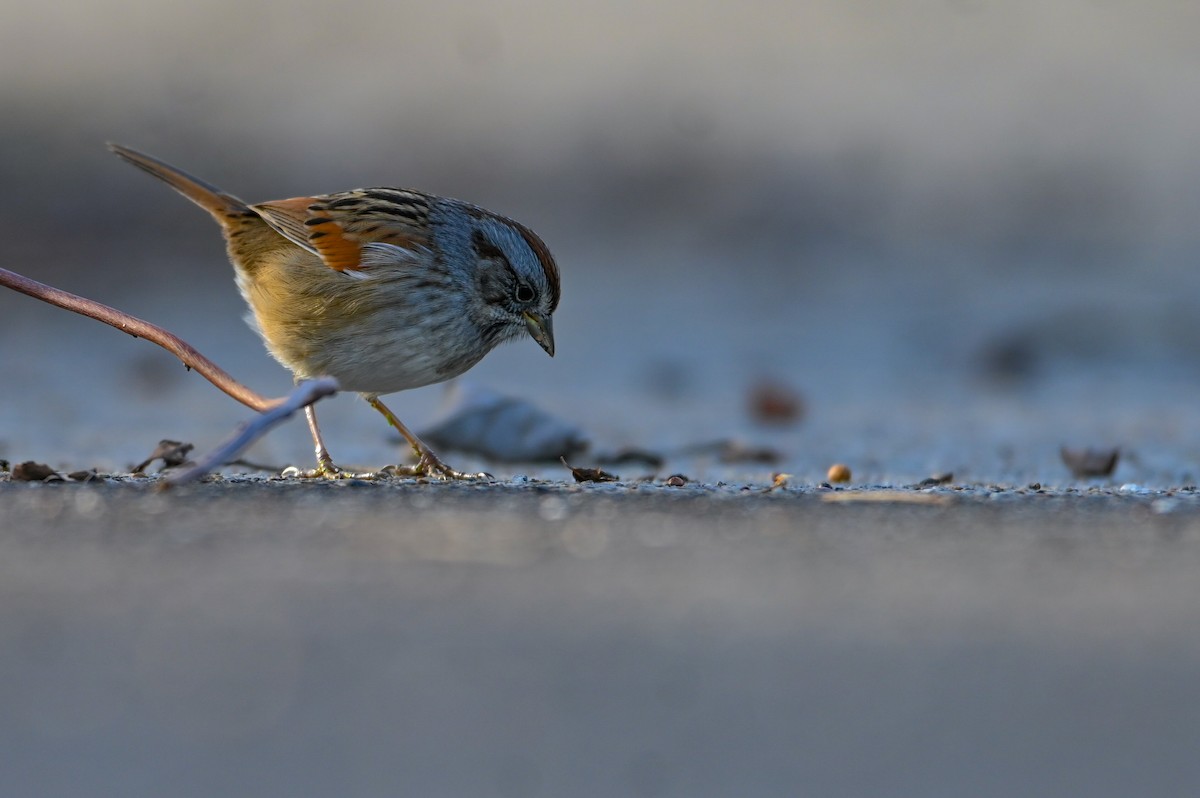 Пасовка болотяна - ML646810780