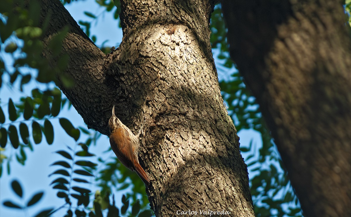 Trepatroncos Chico - ML646810781