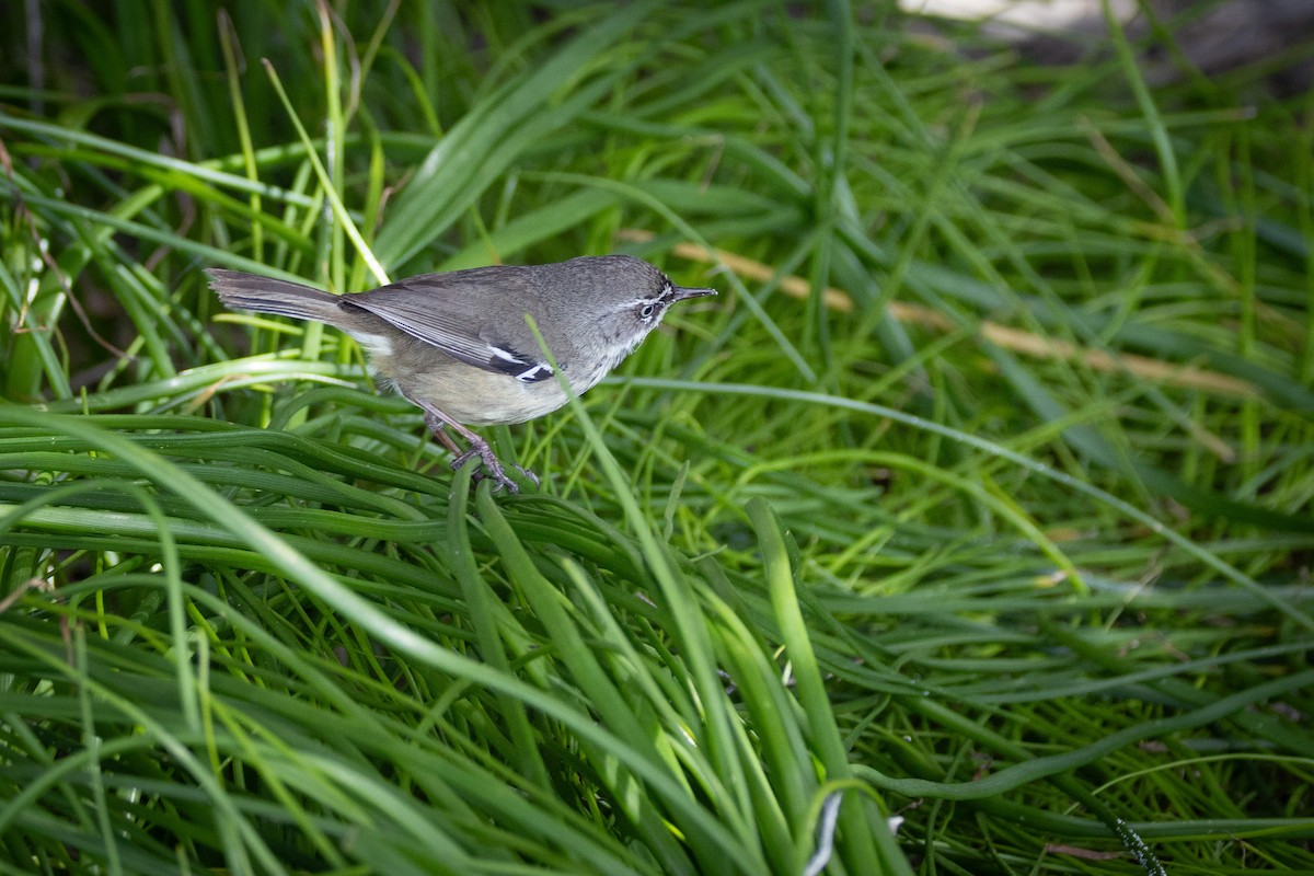 Spotted Scrubwren - ML646810782