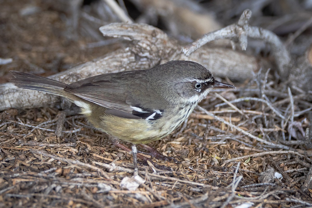 Spotted Scrubwren - ML646810783