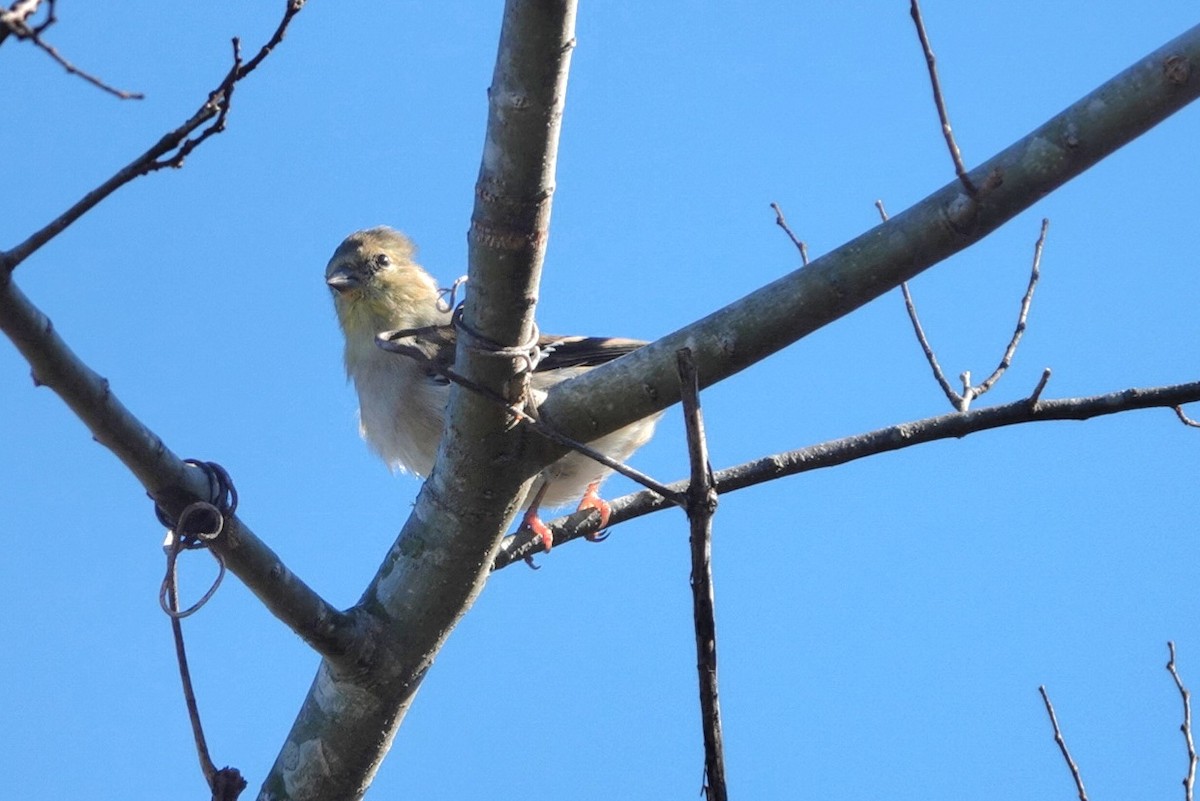 American Goldfinch - ML646810786