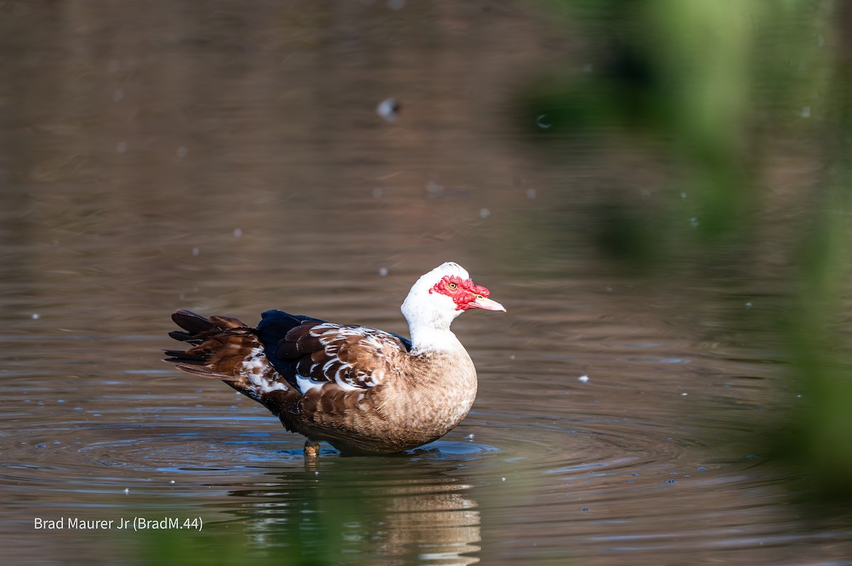 Muscovy Duck (Domestic type) - ML646810799