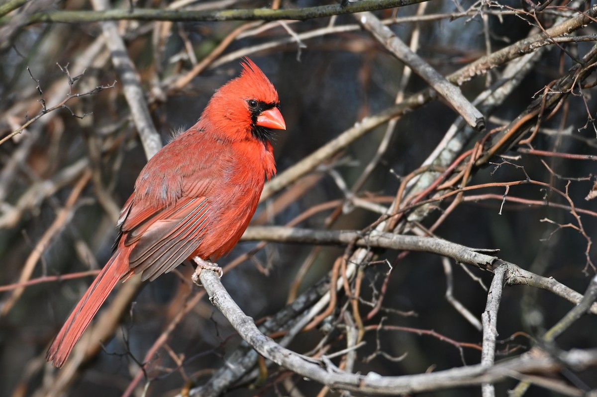 Кардинал червоний - ML646810803