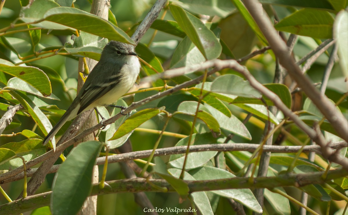 Piojito Tiquitiqui - ML646810805