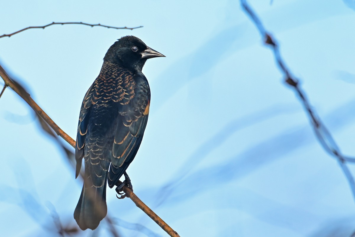 Еполетник червоноплечий - ML646810809