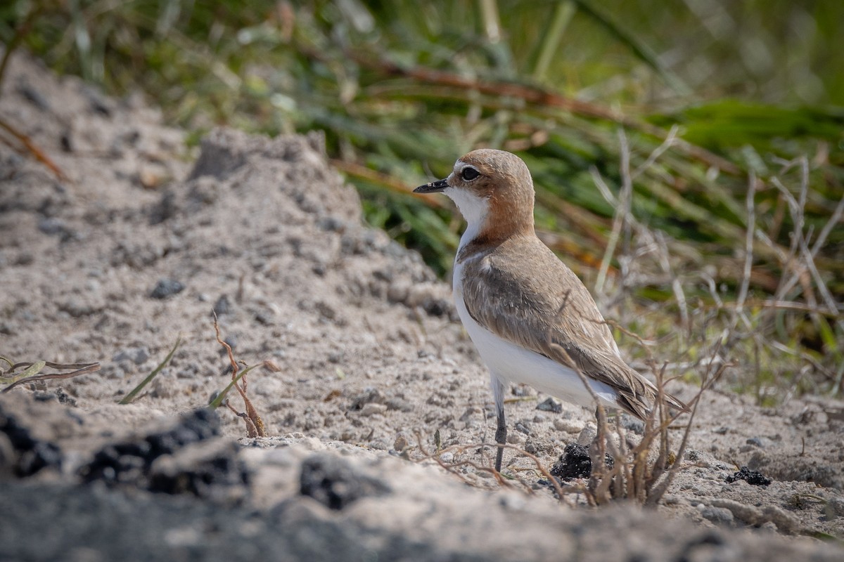 Red-capped Plover - ML646810810