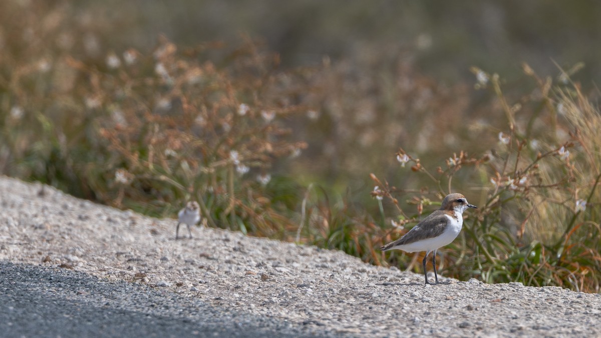 Red-capped Plover - ML646810811