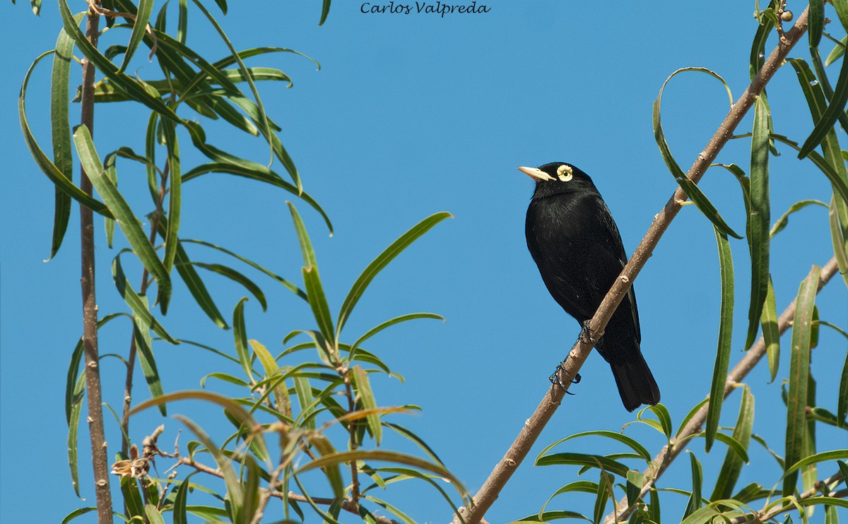 Viudita Picoplata - ML646810813