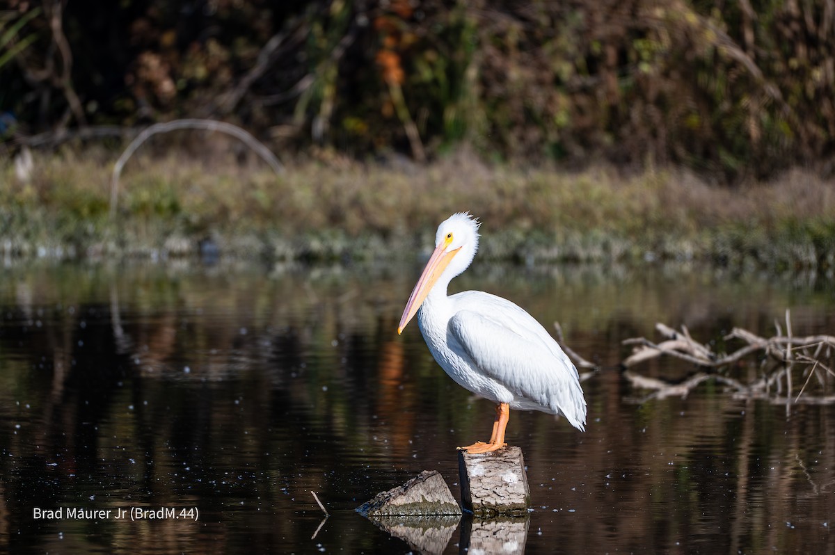 American White Pelican - ML646810814