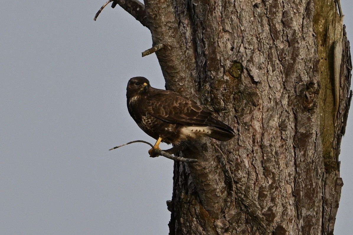 Common Buzzard - ML646810817