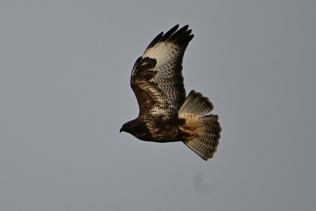 Common Buzzard - ML646810818