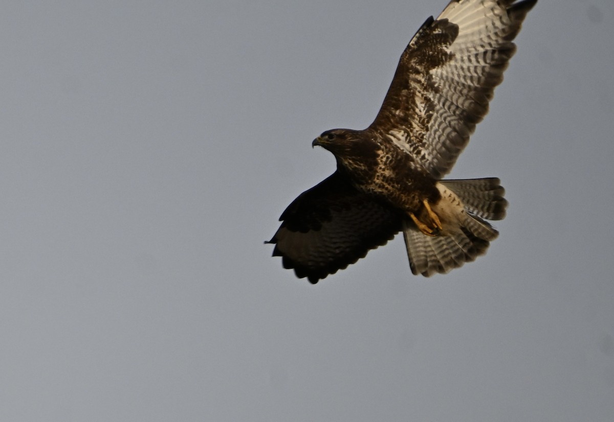 Common Buzzard - ML646810819