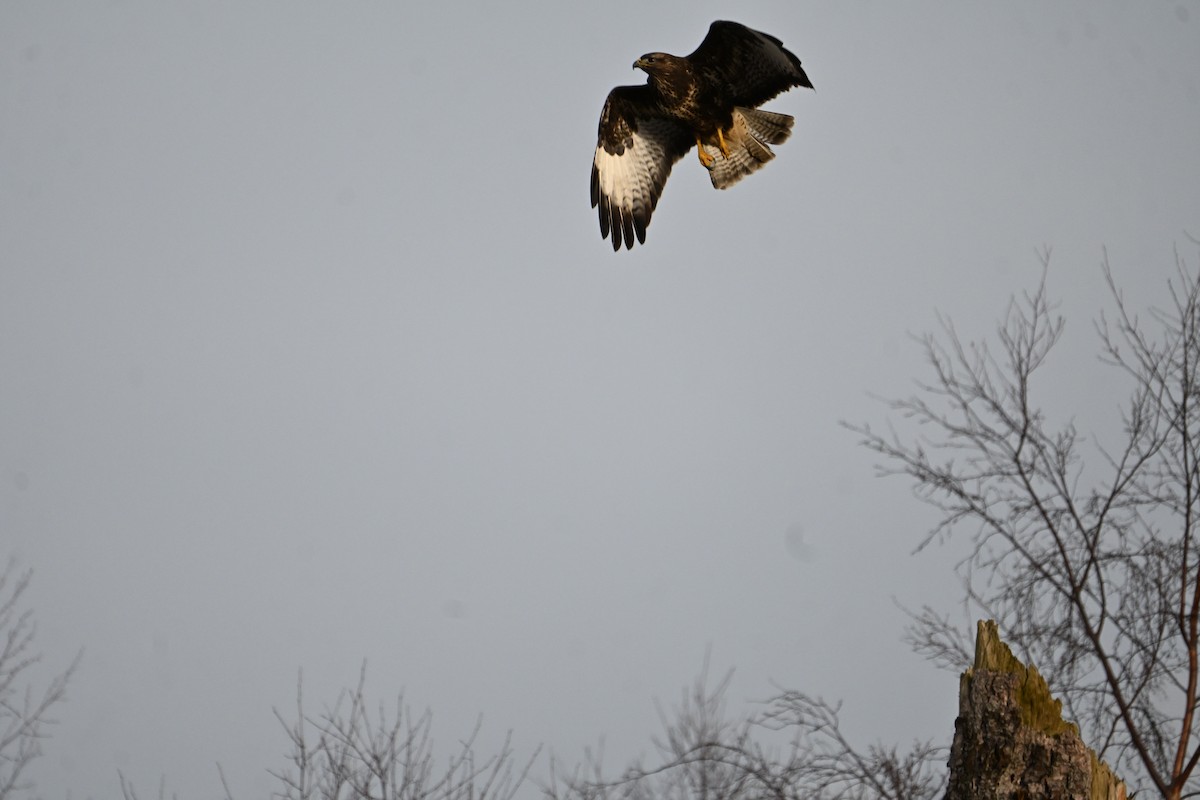 Common Buzzard - ML646810820