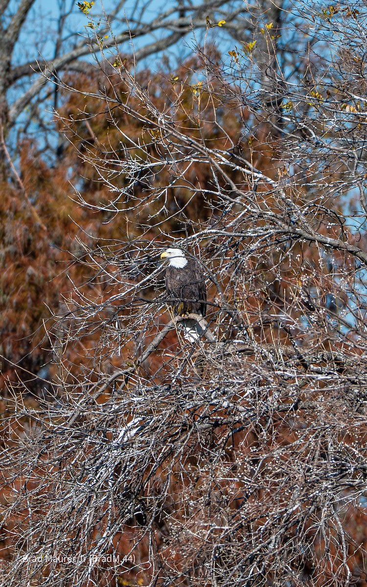 Bald Eagle - ML646810822