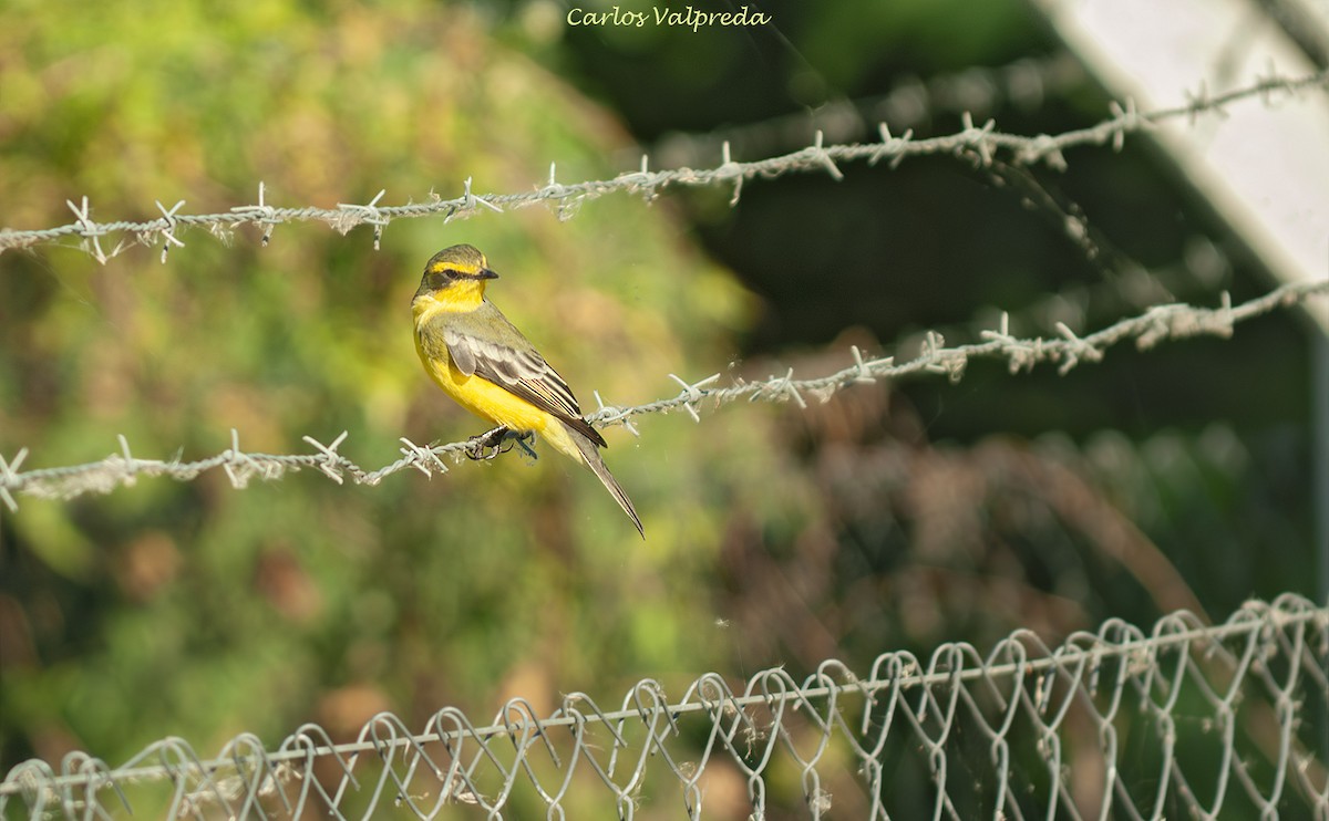 Mosquero Cejiamarillo - ML646810823