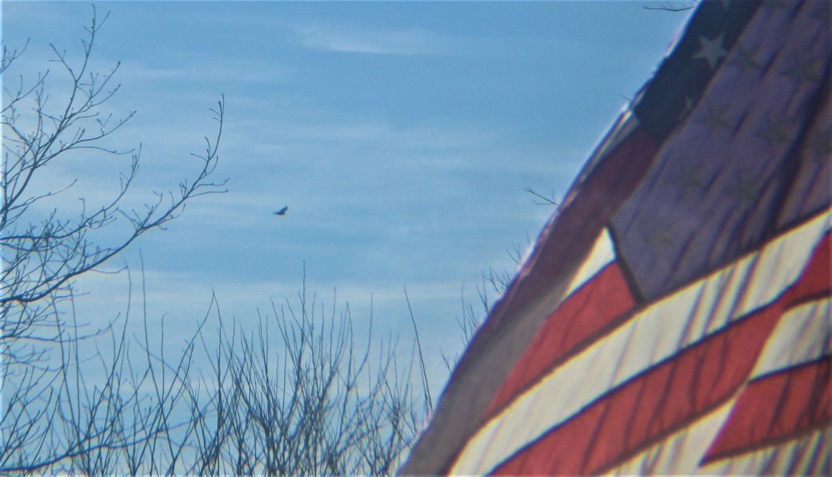 Truthahngeier - ML646810824