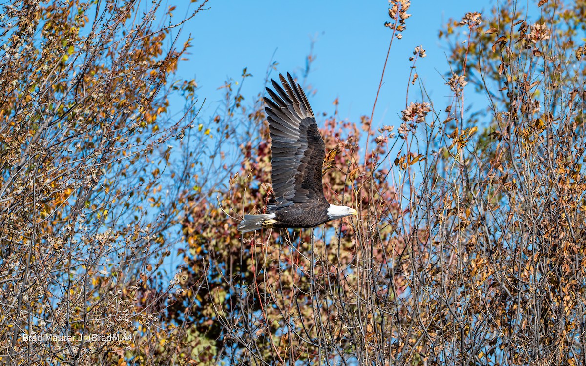 Bald Eagle - ML646810831