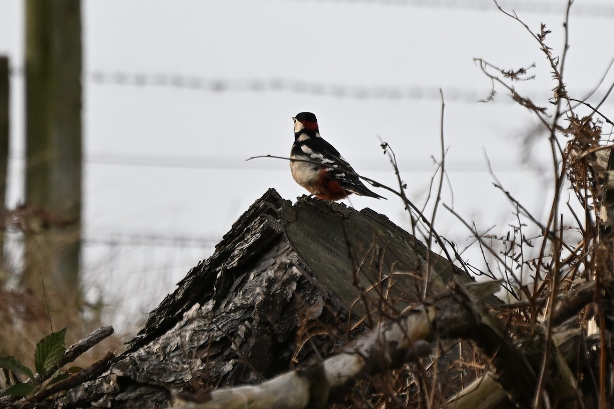 Great Spotted Woodpecker - ML646810832