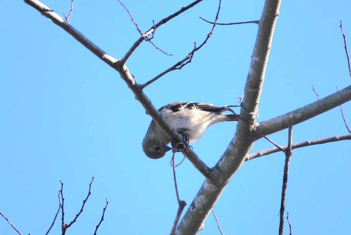 American Goldfinch - ML646810841
