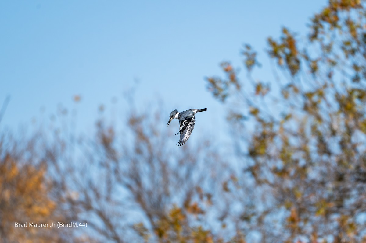 Belted Kingfisher - ML646810842