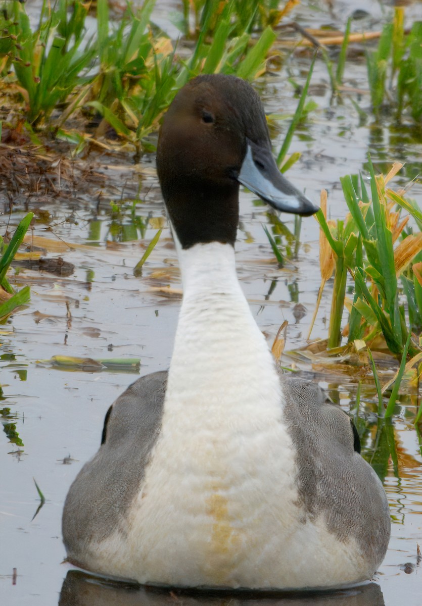 Northern Pintail - ML646810846