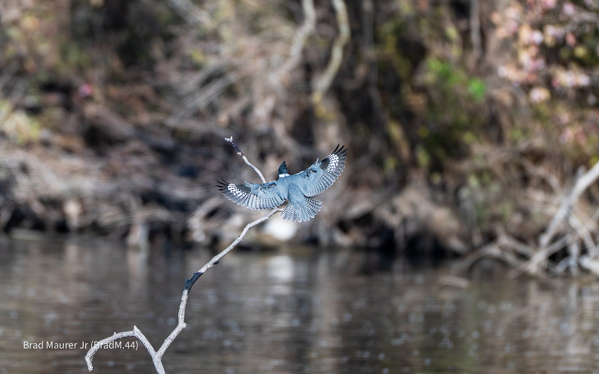 Belted Kingfisher - ML646810847