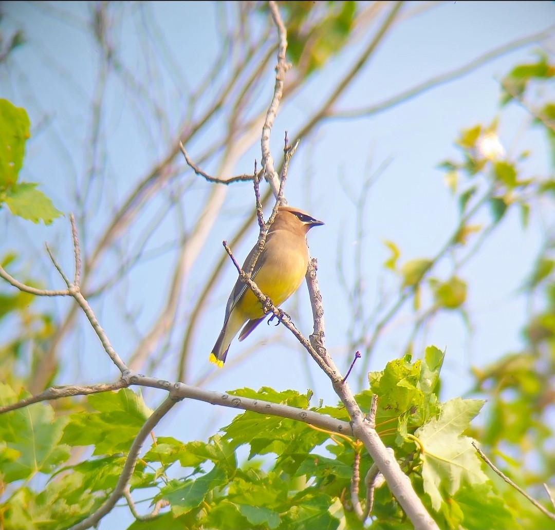 Buztanori amerikarra - ML646810848