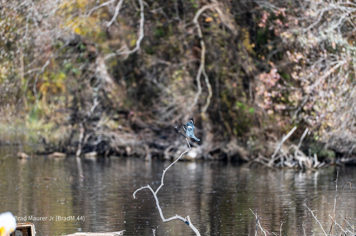 Belted Kingfisher - ML646810849