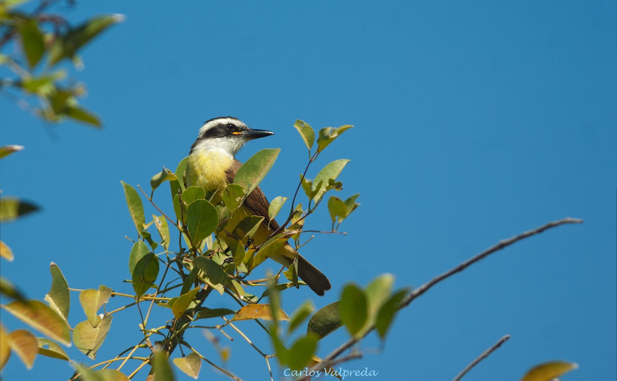 Bienteveo Común - ML646810850