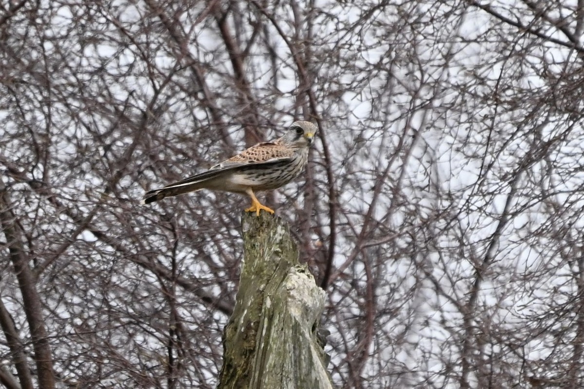 Eurasian Kestrel - ML646810851