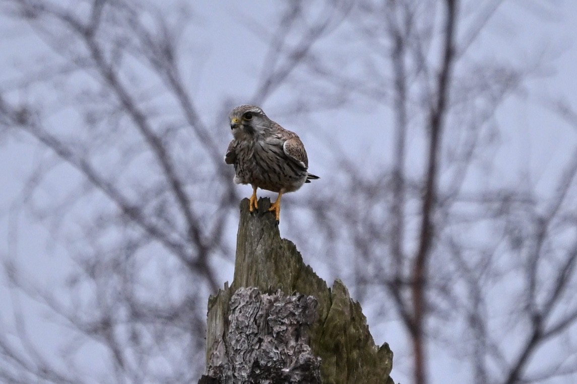 Eurasian Kestrel - ML646810852