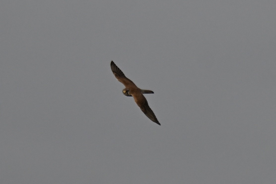 Eurasian Kestrel - ML646810853