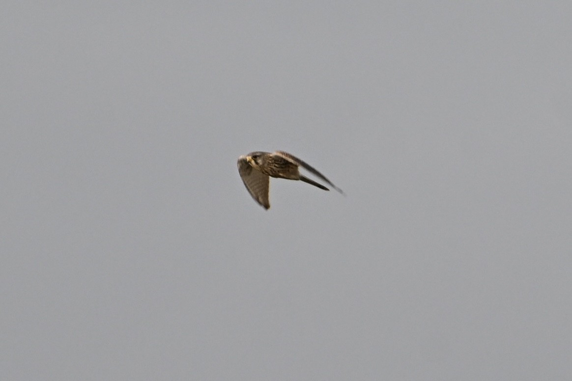 Eurasian Kestrel - ML646810854